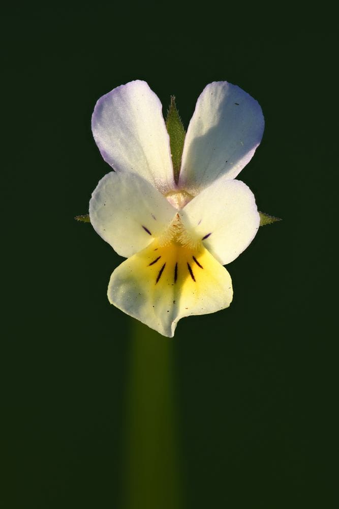 Viola arvensis